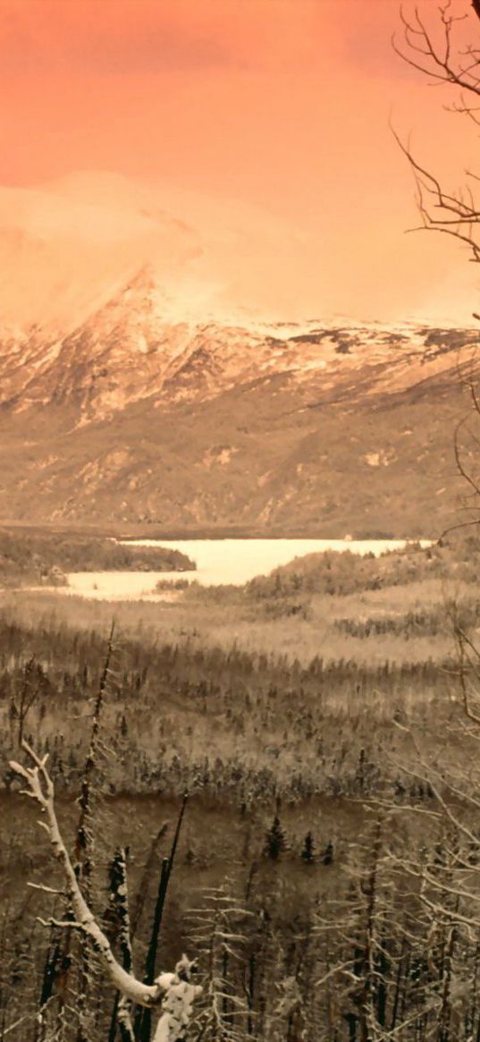 mountains, trees, cold, winter, snow, fog, gray