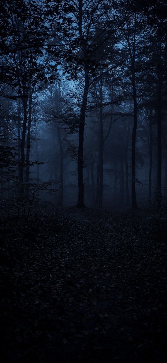 forest, trees, fog, night, dark, black, nature