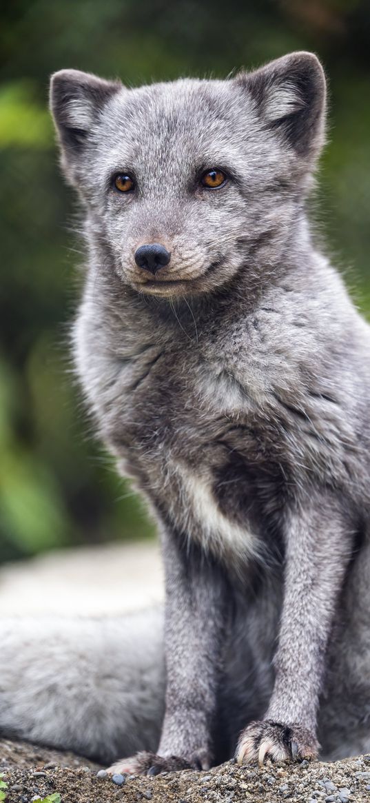 arctic fox, animal, wild, furry, gray