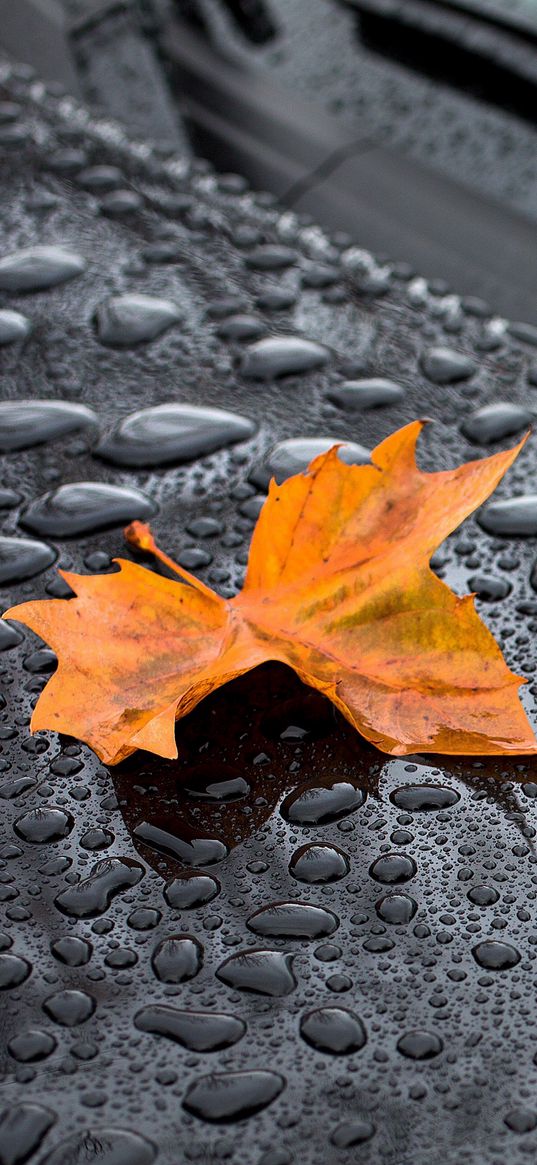 maple leaf, drops, car, rain, autumn