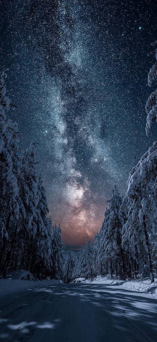 road, christmas trees, trees, forest, snow, winter, milky way, starry sky, stars, night, nature