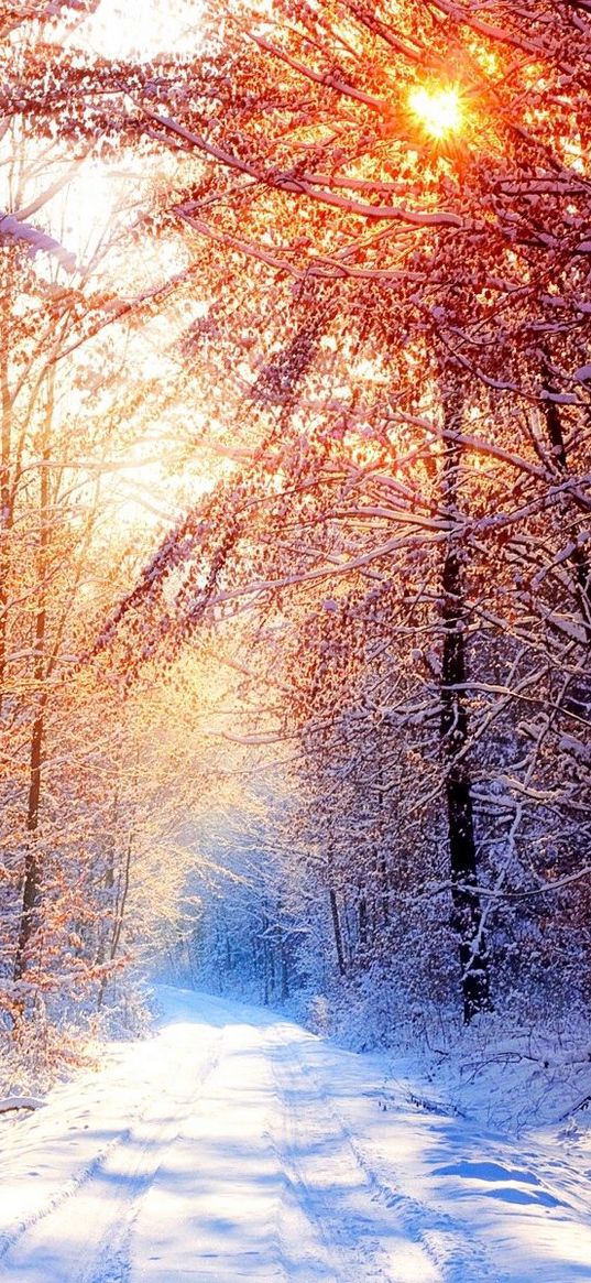 road, wood, trees, snow, winter, avenue, sun, light, beams