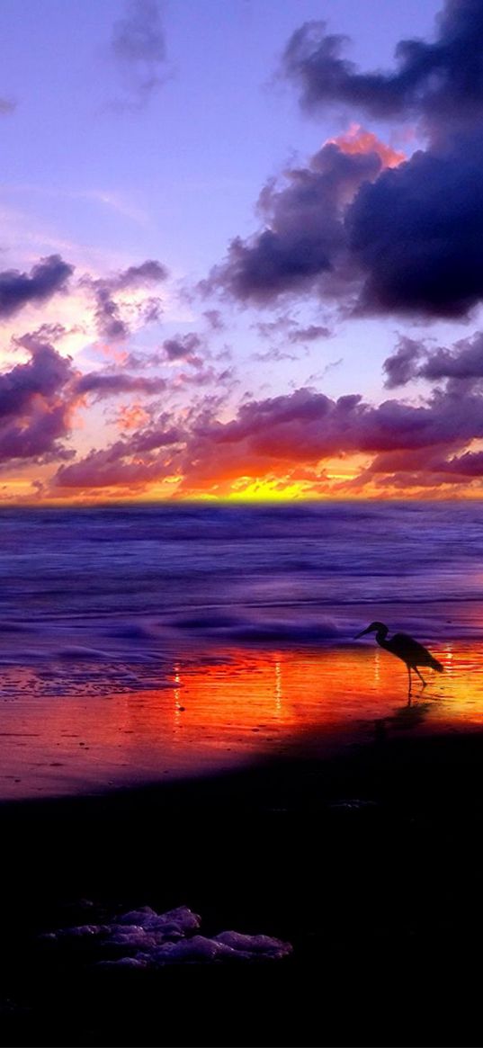 sea, heron, coast, sand, evening, sky, clouds