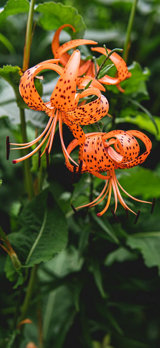 lily, flower, orange