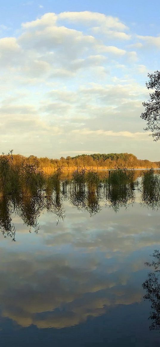 river, coast, trees, reflection, day