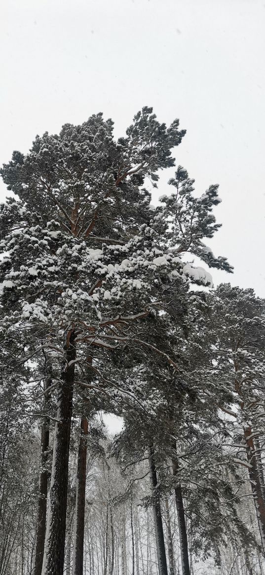 winter, pine, nature