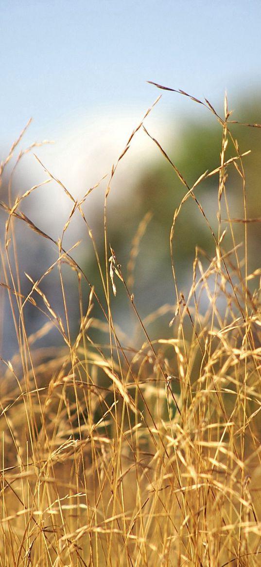 ears, field, rye, crop, cereals