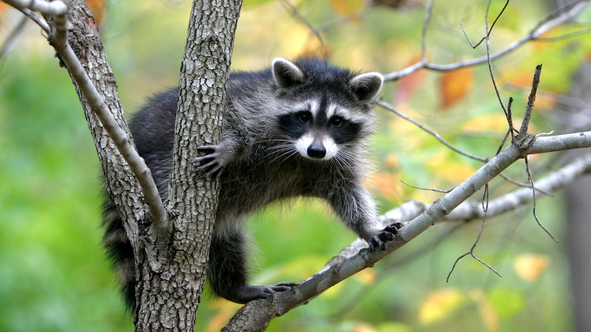 raccoon, branches, trees, climbing, animal