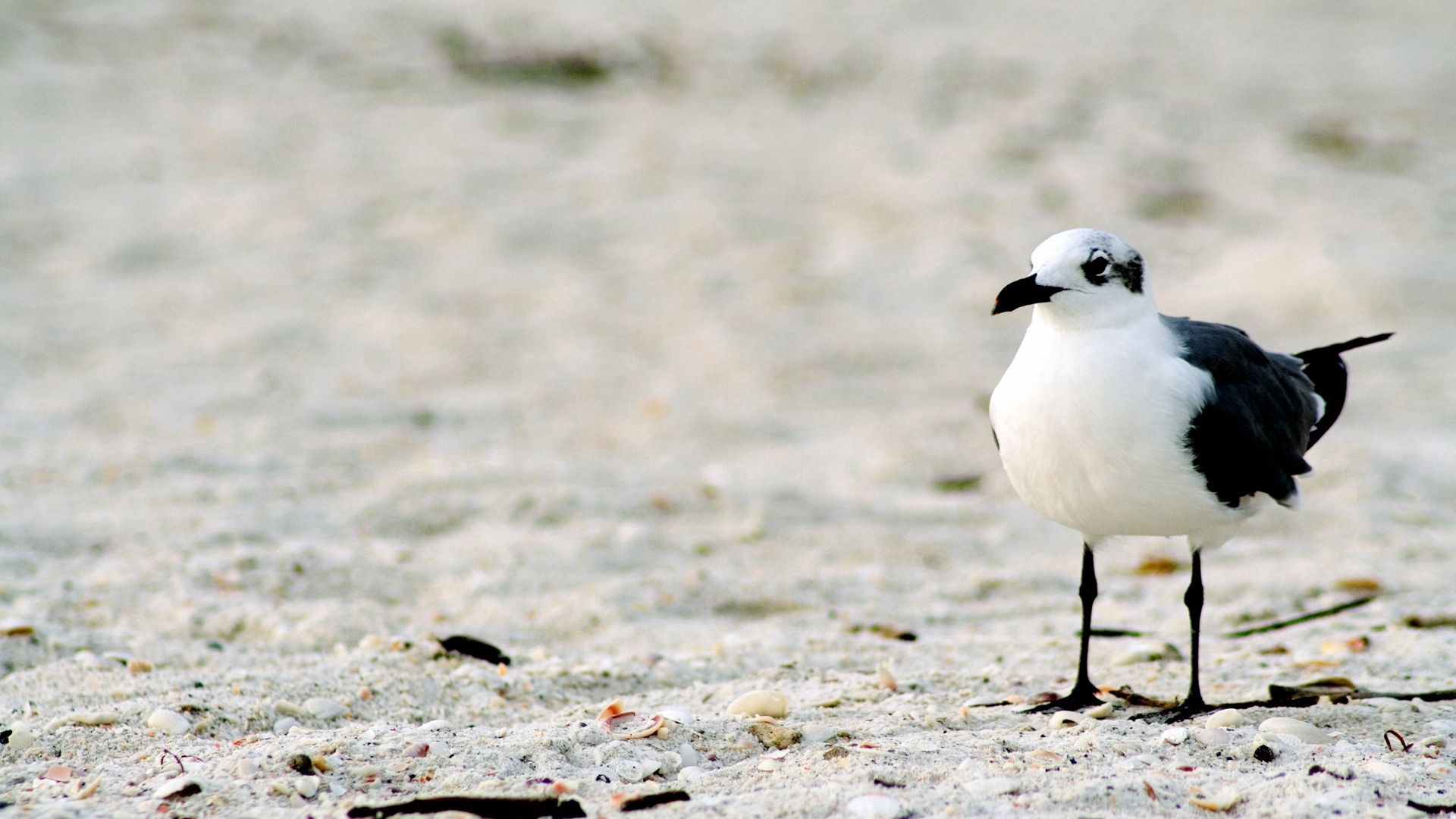 gull, birds, sand, color