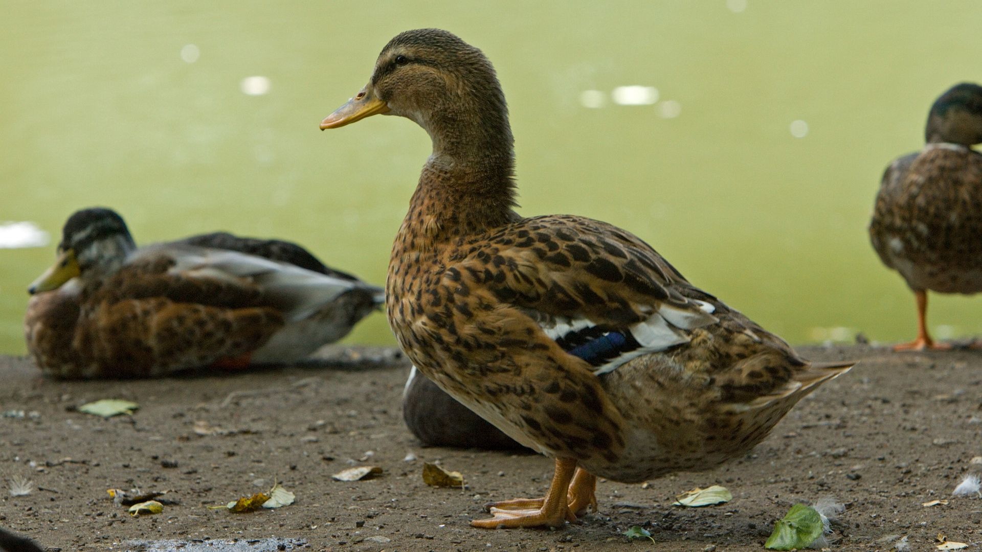 ducks, birds, feathers, color