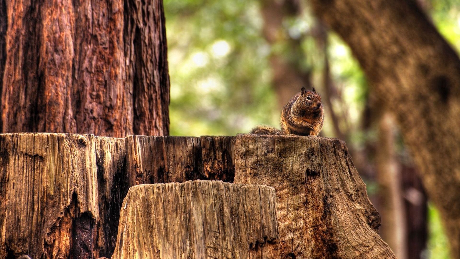 squirrel, hemp, sitting, animal, forest