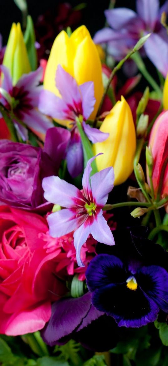 tulips, ranunkulyus, pansy, flower, black background