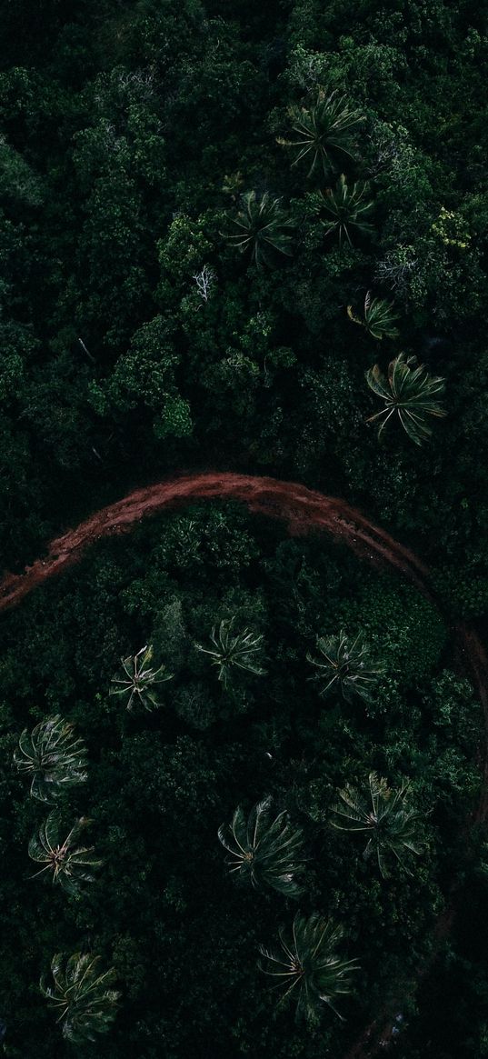 forest, road, path, dark, aerial view