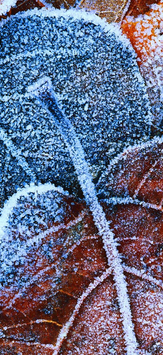 frost, winter, leaves, hoarfrost