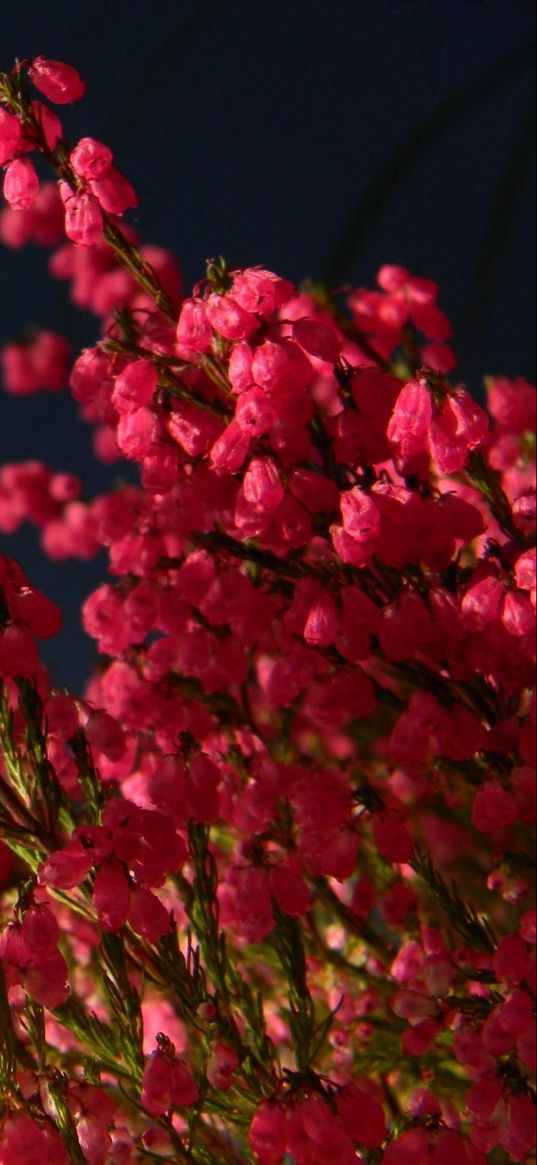 heather, bouquet, close-up, black background