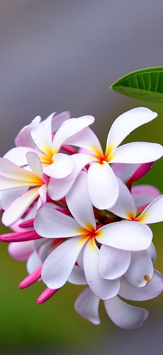 plumeria, exotic, drop, freshness, sharpness