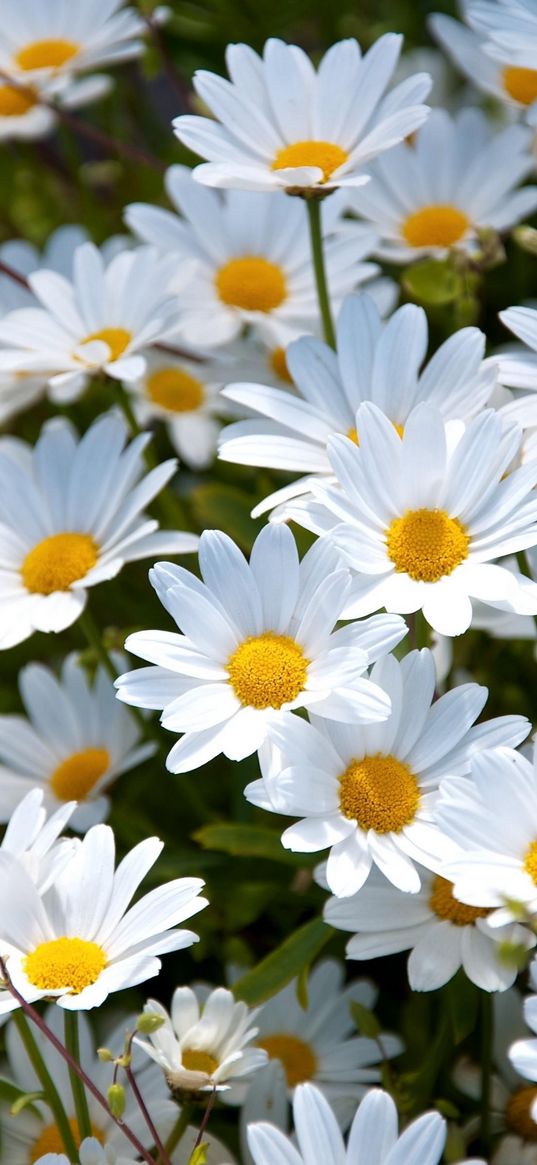 daisies, white, meadow, summer, mood