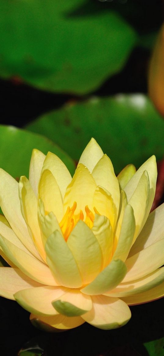 water lilies, leaves, pond, shade, close-up