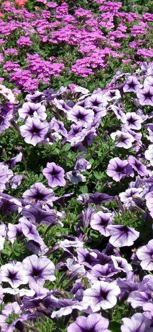 petunia flowers, flowerbed, much, bright