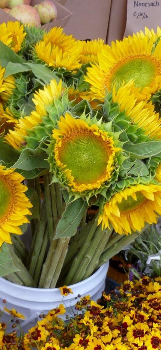 sunflowers, bouquet, bucket, flowers