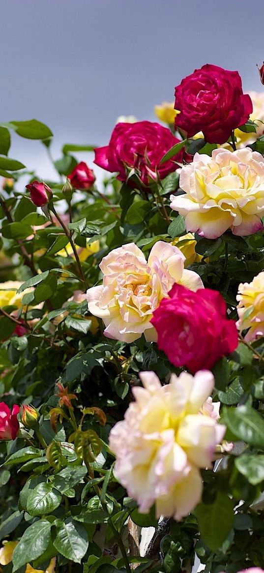 roses, flowering, garden, sky, beautifully