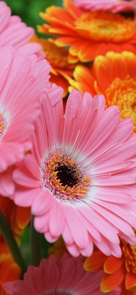 gerbera, flowers, focus, close-up