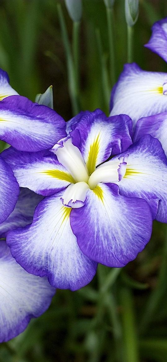 irises, flowers, two-color, flowerbed