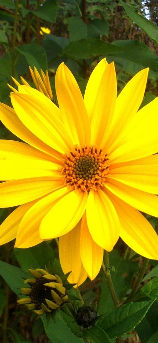 rudbeckia, flowers, flowerbed, green