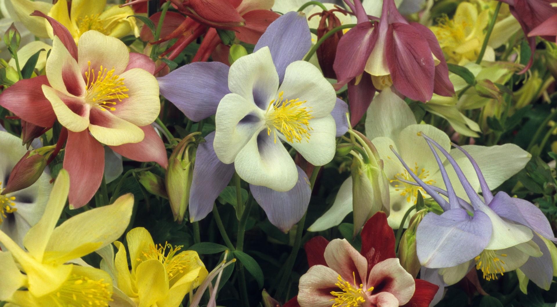 aquilegia, flowers, bright, colorful