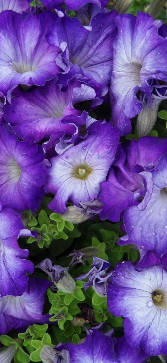 petunia, purple, two-tone, lot