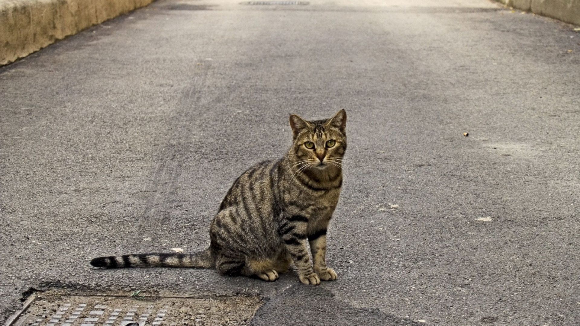 cat, sidewalk, sitting, striped