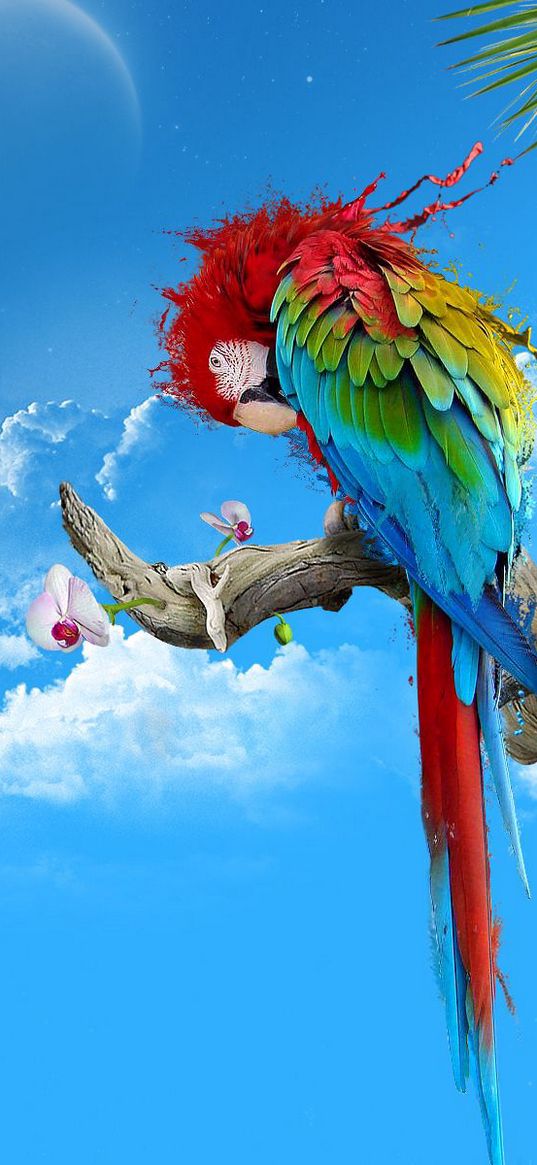 parrot, colorful, feathers, thread, sit