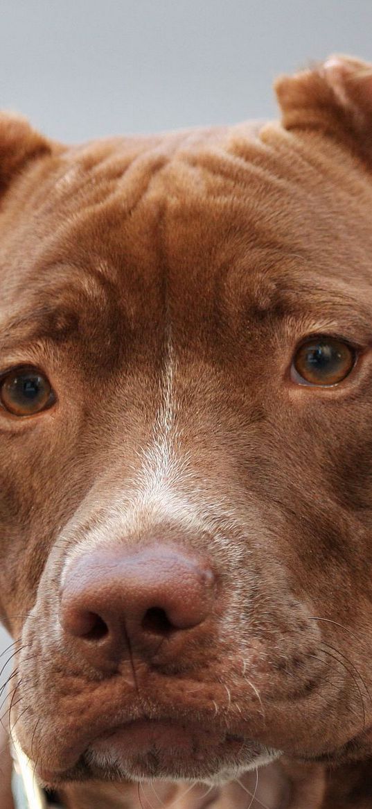 american pitbull, face, eyes, purebred dog