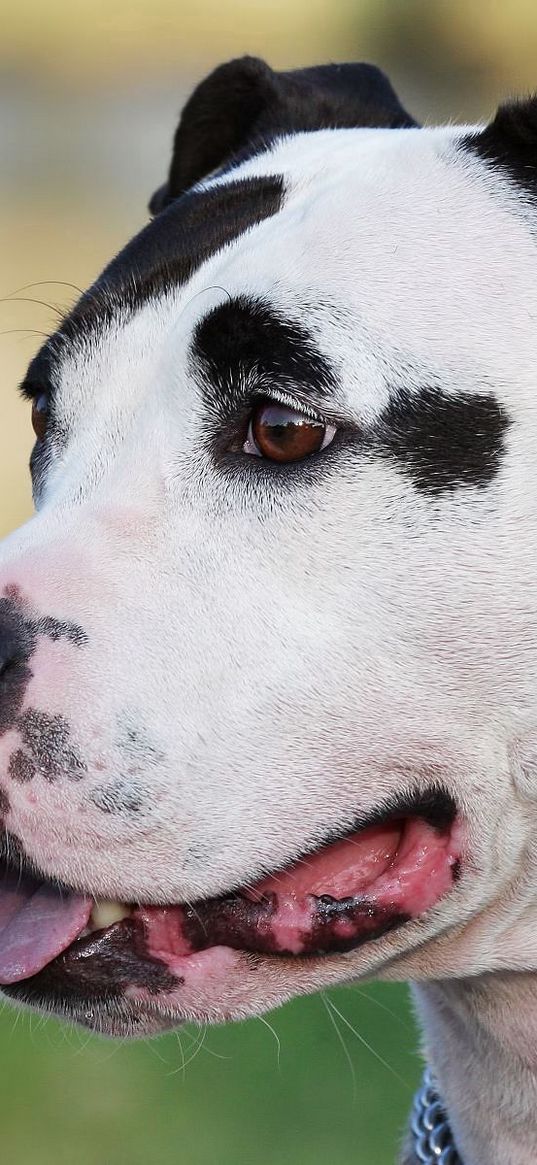 amstaff, dog, face, spotted, collar