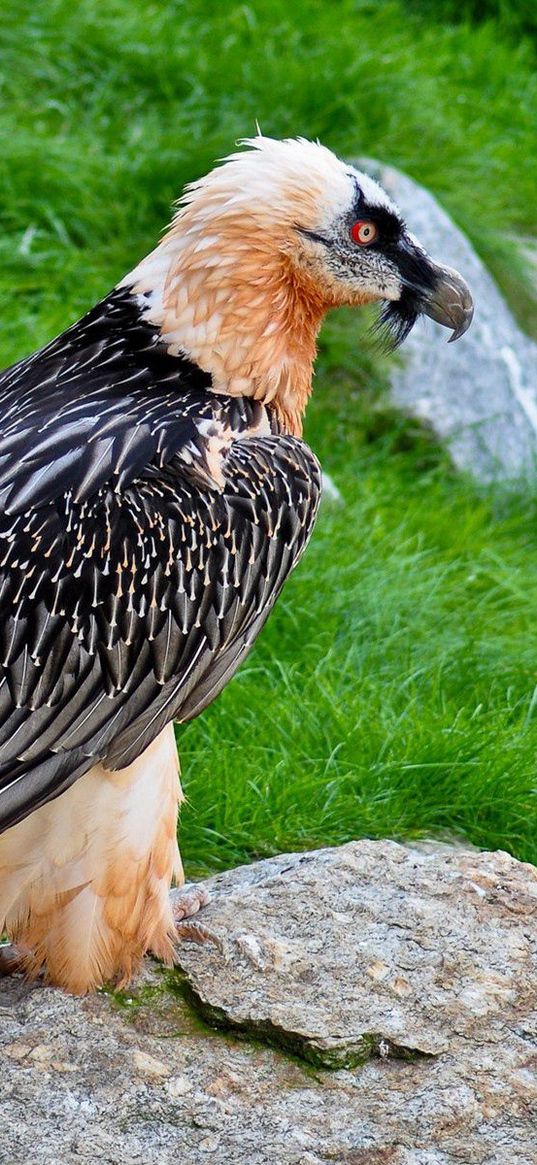 birds, prey, feathers, color