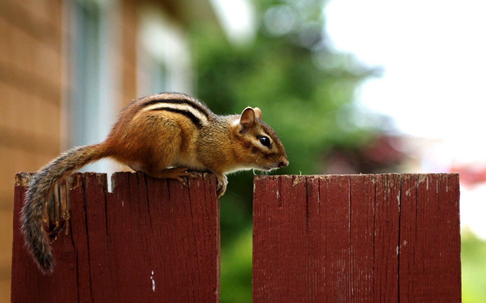 chipmunk, fence, sitting, animal