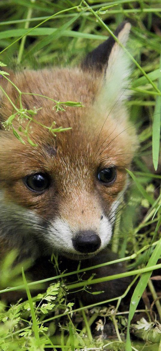 young fox, fox, grass, baby