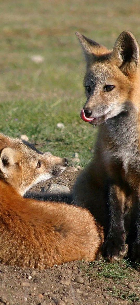 fox, couple, lick, grass