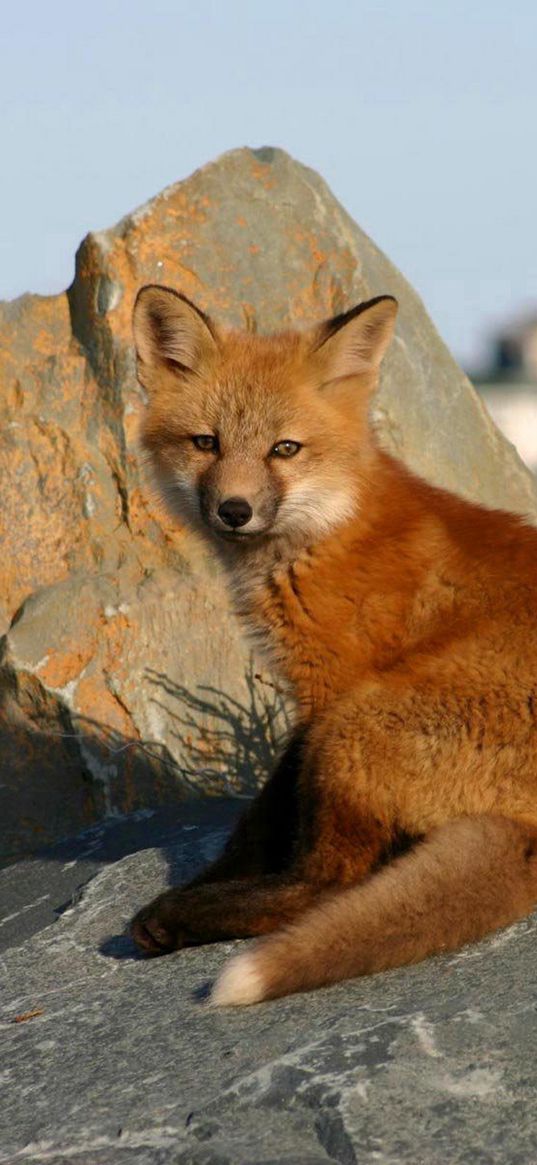 young fox, rocks, danger, cub, fox