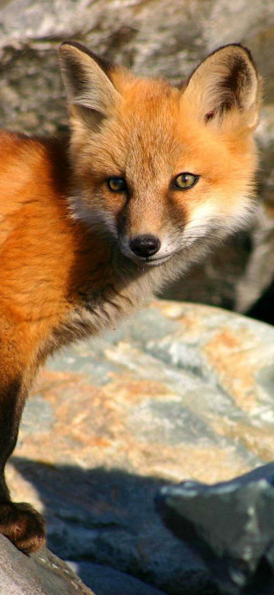 fox, couple, stones, hiding, cubs