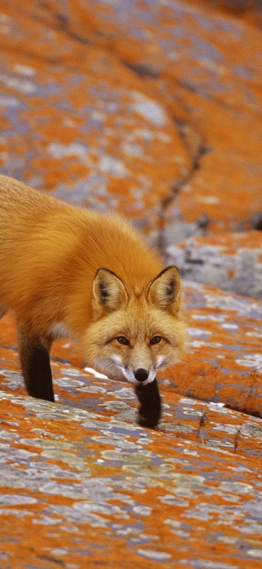 fox, hunting, rocks, hide