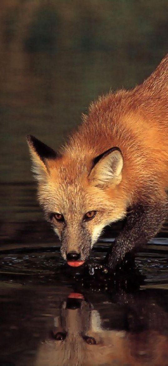 fox, stone, water, drinking