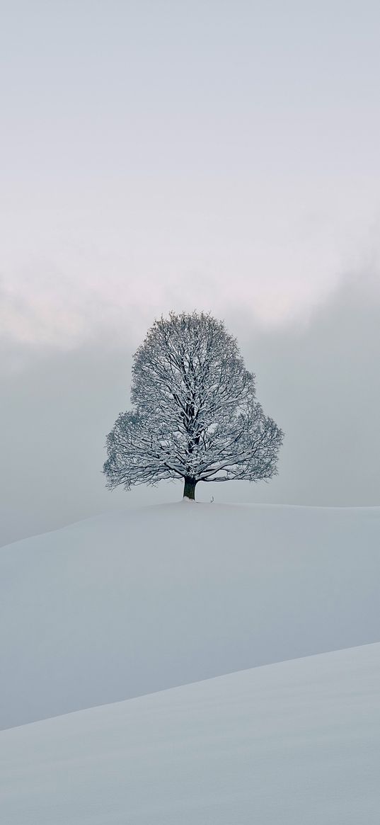 snow, winter, tree, cold, hoarfrost, white, nature