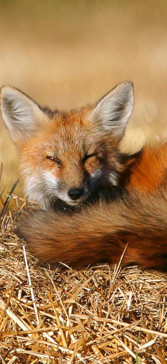 fox, lie, lay, warm