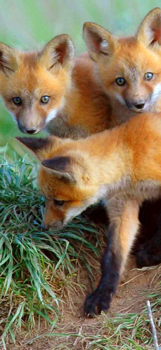 cubs, fox, foxes, curiosity