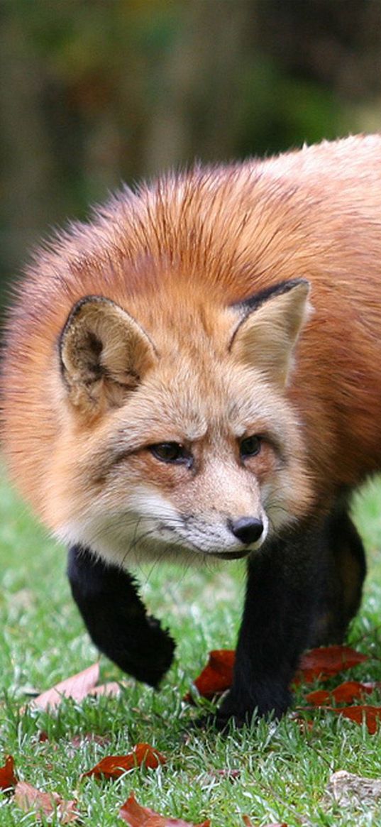 fox, grass, leaves, autumn, alertness, hunting