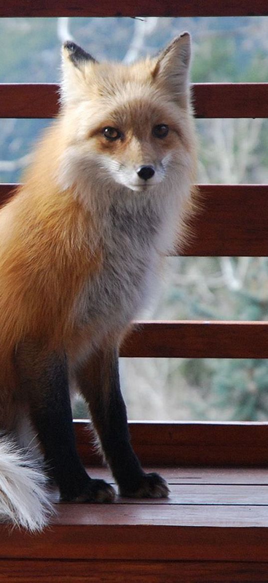 fox, sitting, benches, animal