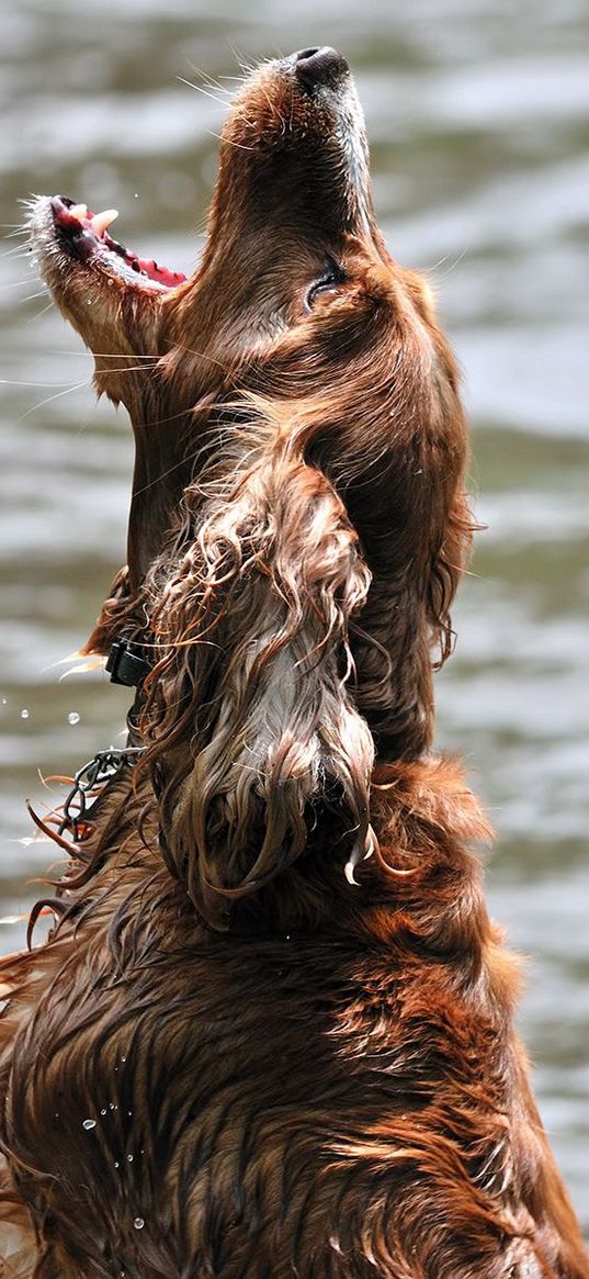 dog, water, wet, playful, jump, open mouth