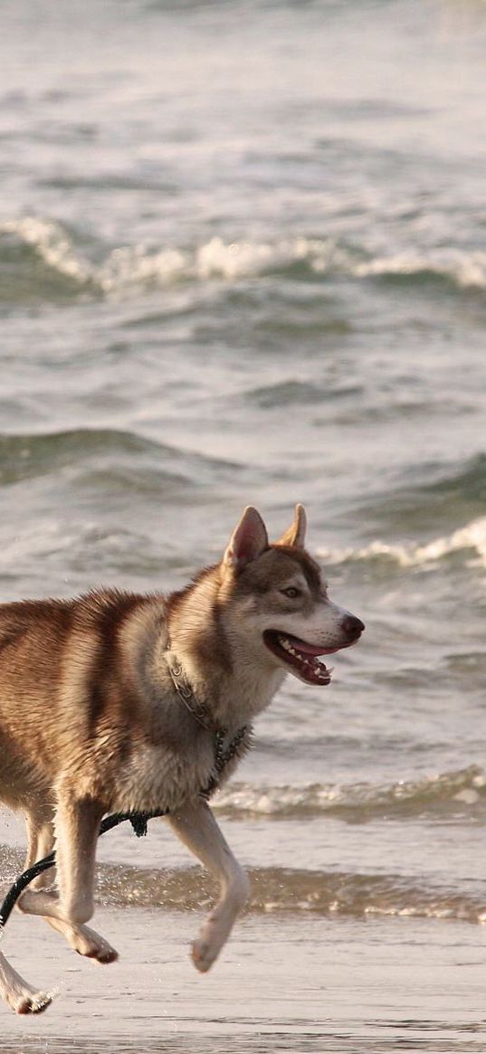 husky, shore, sea, escape