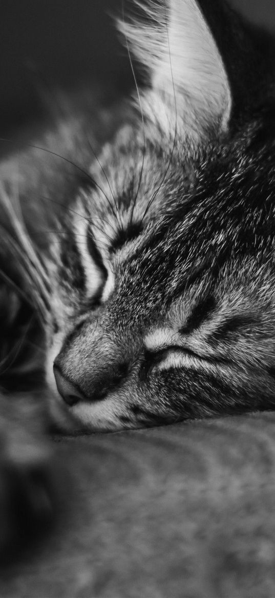 cat, muzzle, sleep, pillow, striped, black and white